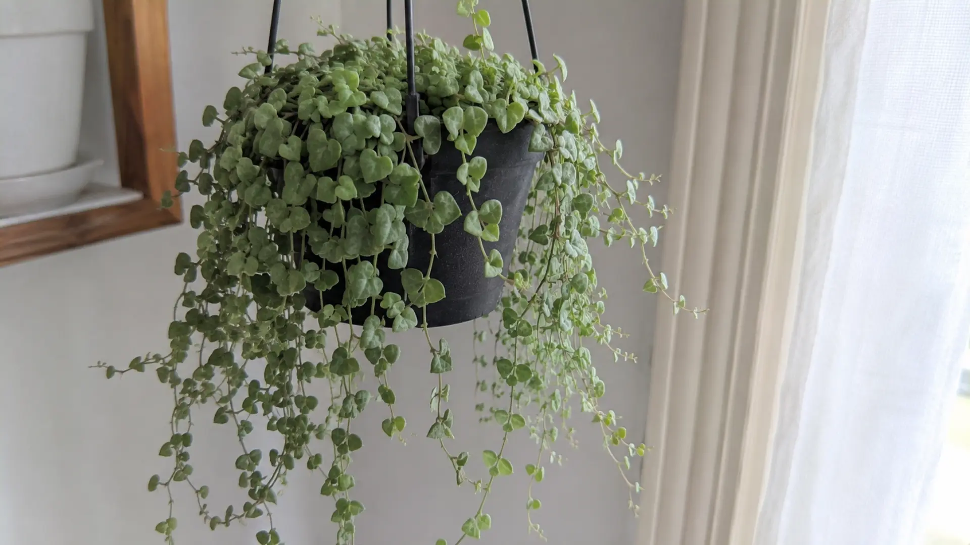 dischidia ruscifolia plant trailing from a hanging pot with tiny heart leaves