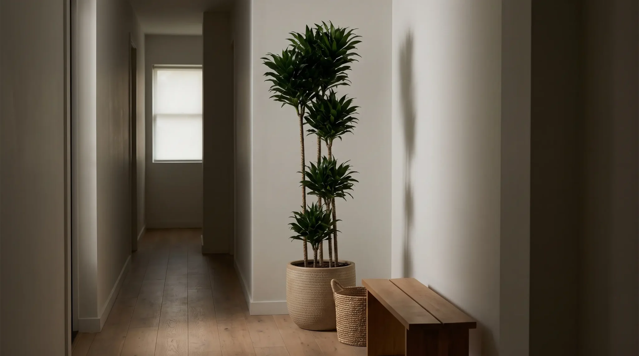 tall dracaena lisa with clustered green leaves in a woven planter beside a wooden hallway bench