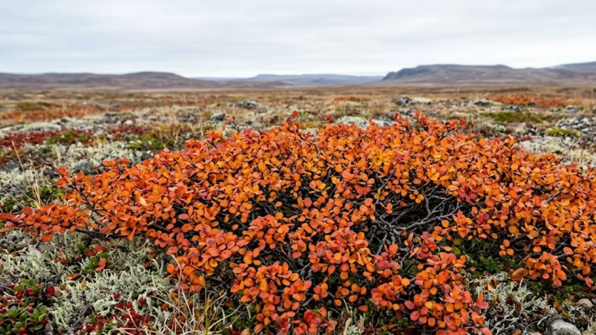a very low spreading shrub with tiny orange-red leaves growing across a wide open cold arctic tundra landscape