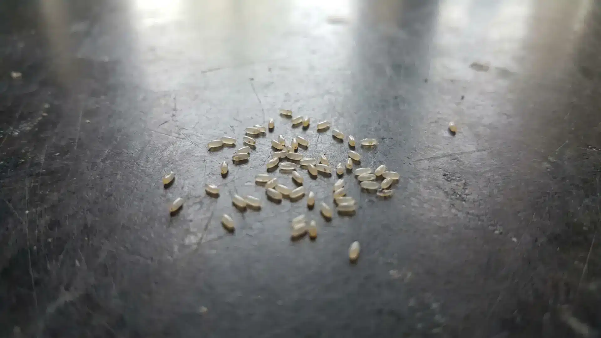 tiny translucent fruit fly eggs clustered on a plain surface macro shot