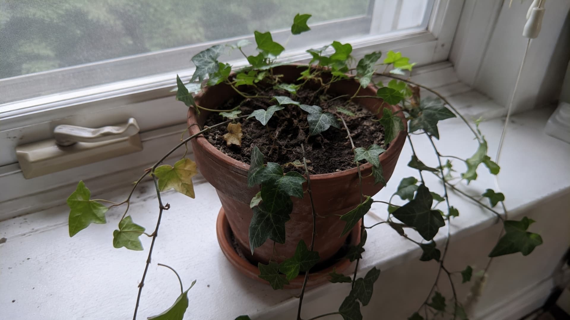 english ivy trailing over a pot on a windowsill in soft afternoon light