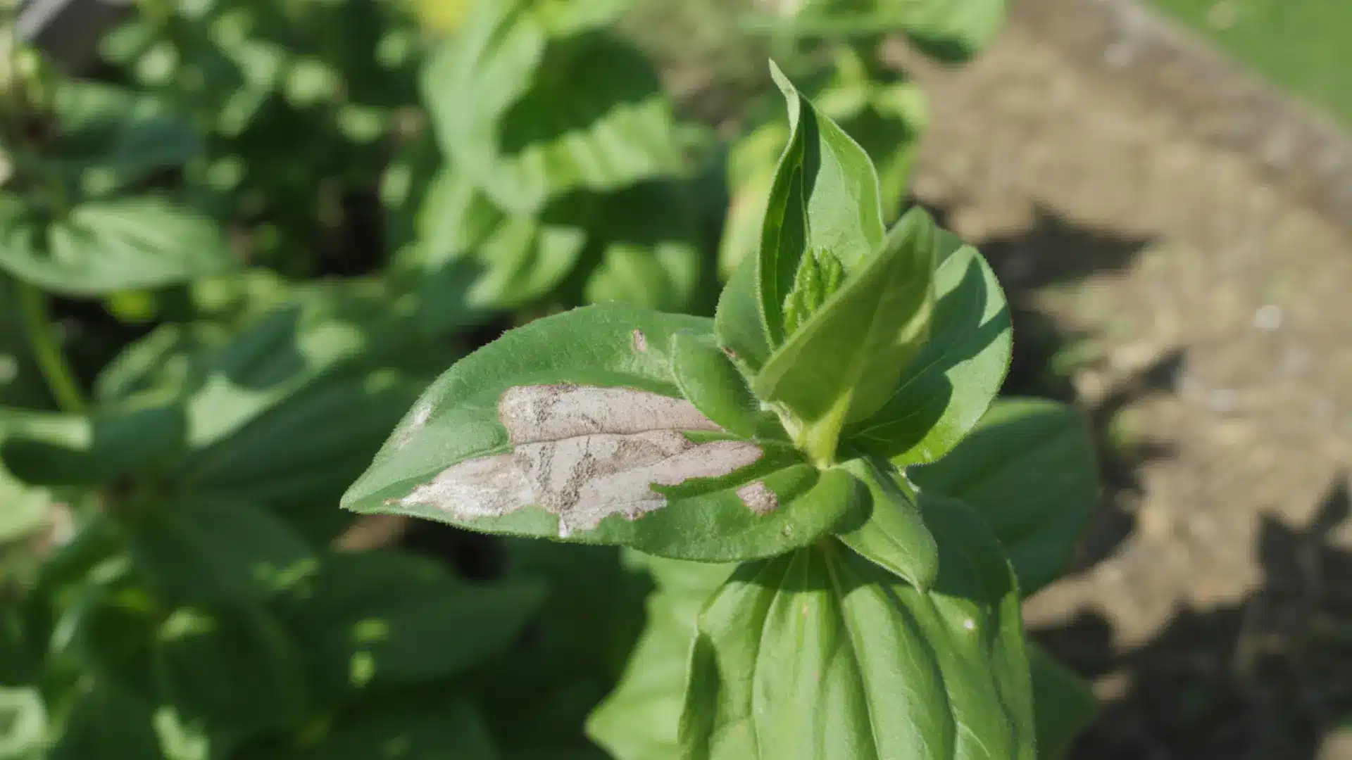 close up of a zinnia leaf with light brown mildew damage growing in sunny garden