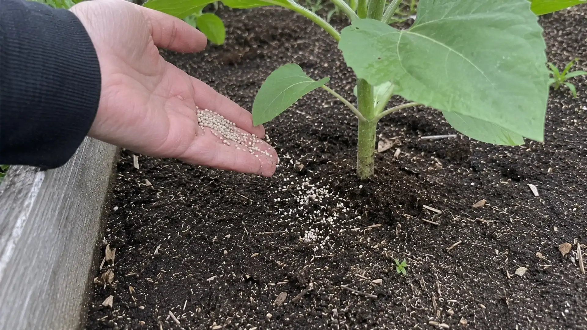 gardener sprinkling granular fertilizer around the base of a tall sunflower plant