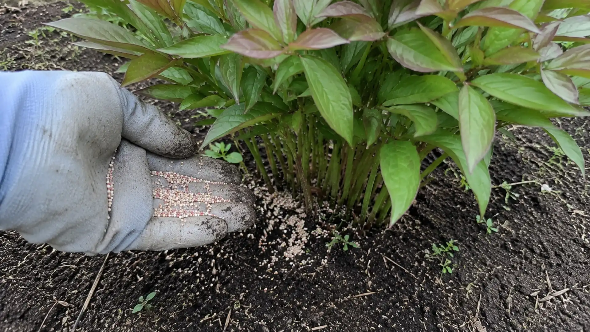 hand sprinkling granular fertilizer around base of peony plant