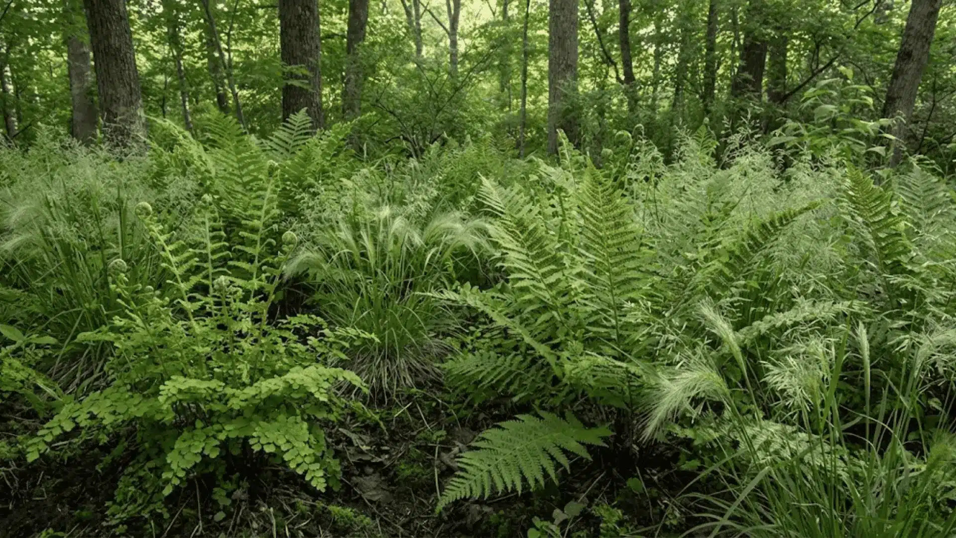 lush ferns and woodland grasses covering the shaded forest floor