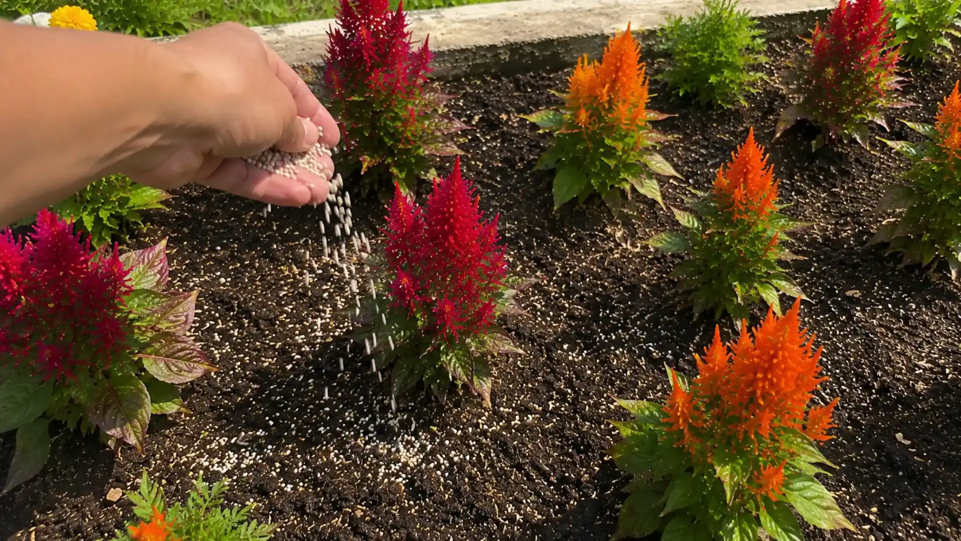 hand sprinkling granular fertilizer around base of celosia plants in sunny garden bed