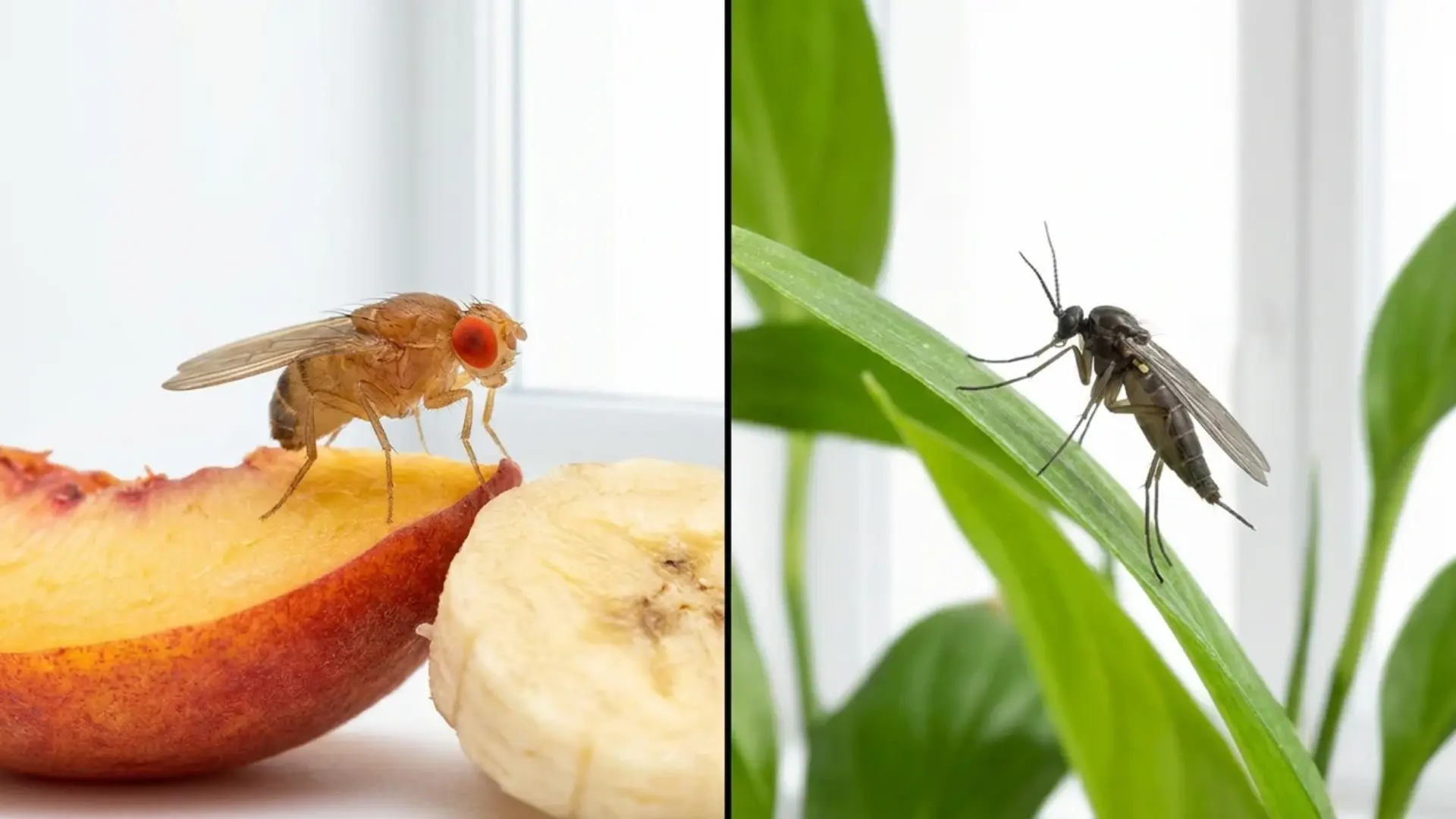 fruit fly on fruit and fungus gnat on a houseplant leaf shown side by side