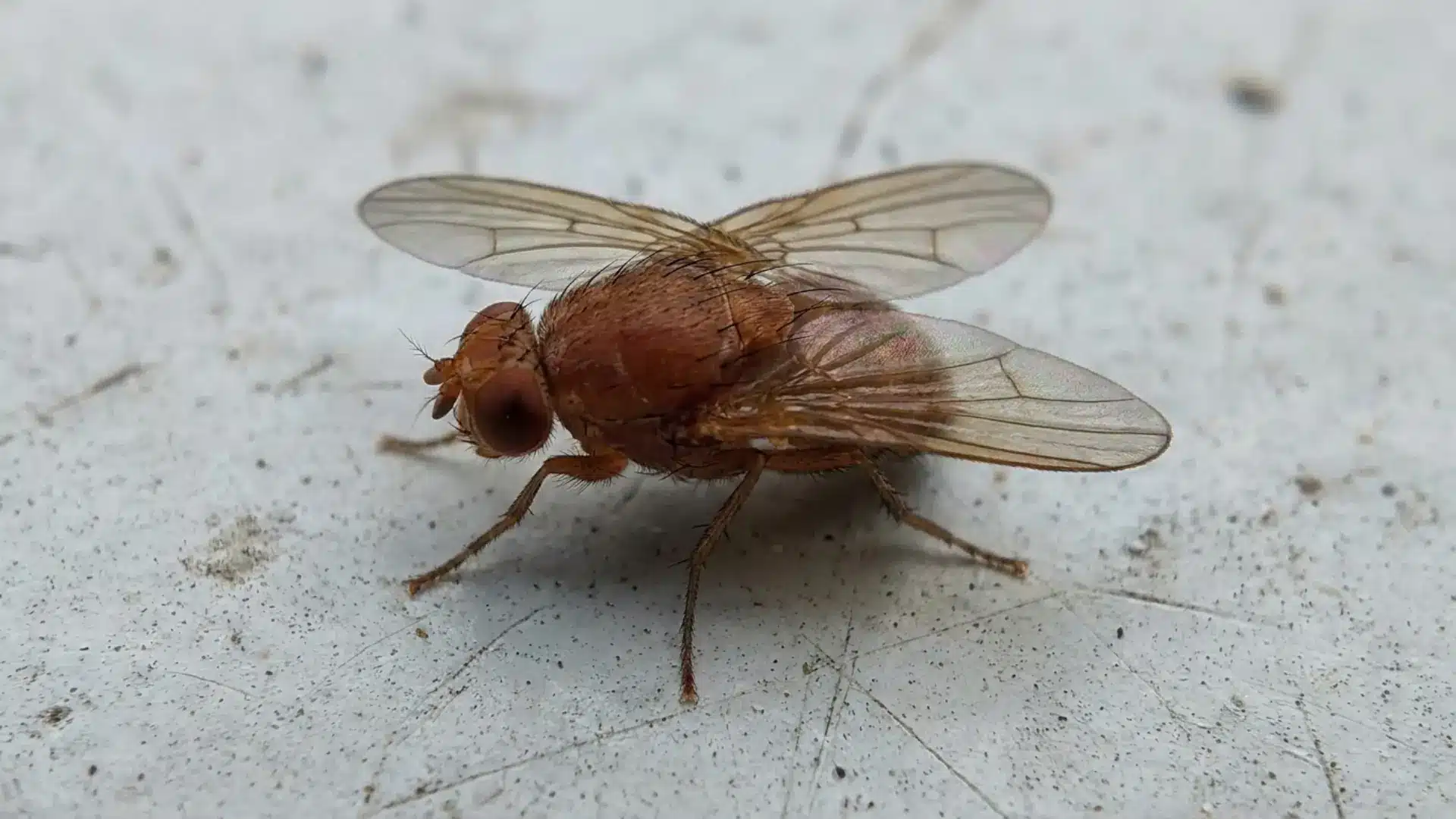 close up macro shot of an adult fruit fly with wings spread resting on white surface