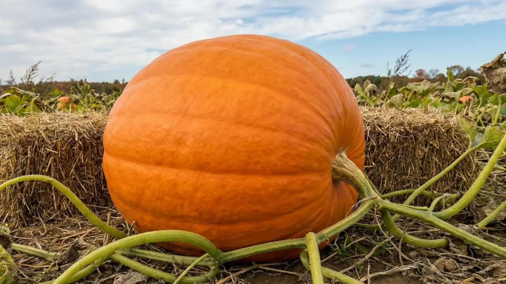 gold medal pumpkin large bold orange with slightly oval shape