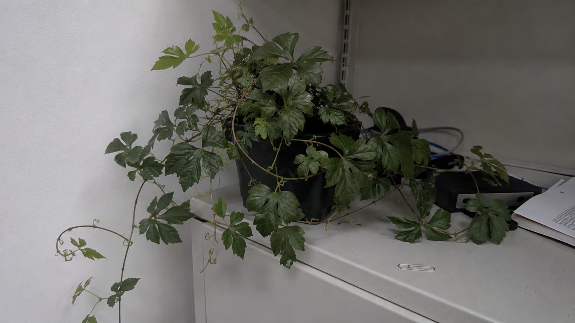 grape ivy with glossy compound leaves trailing from an office shelf pot