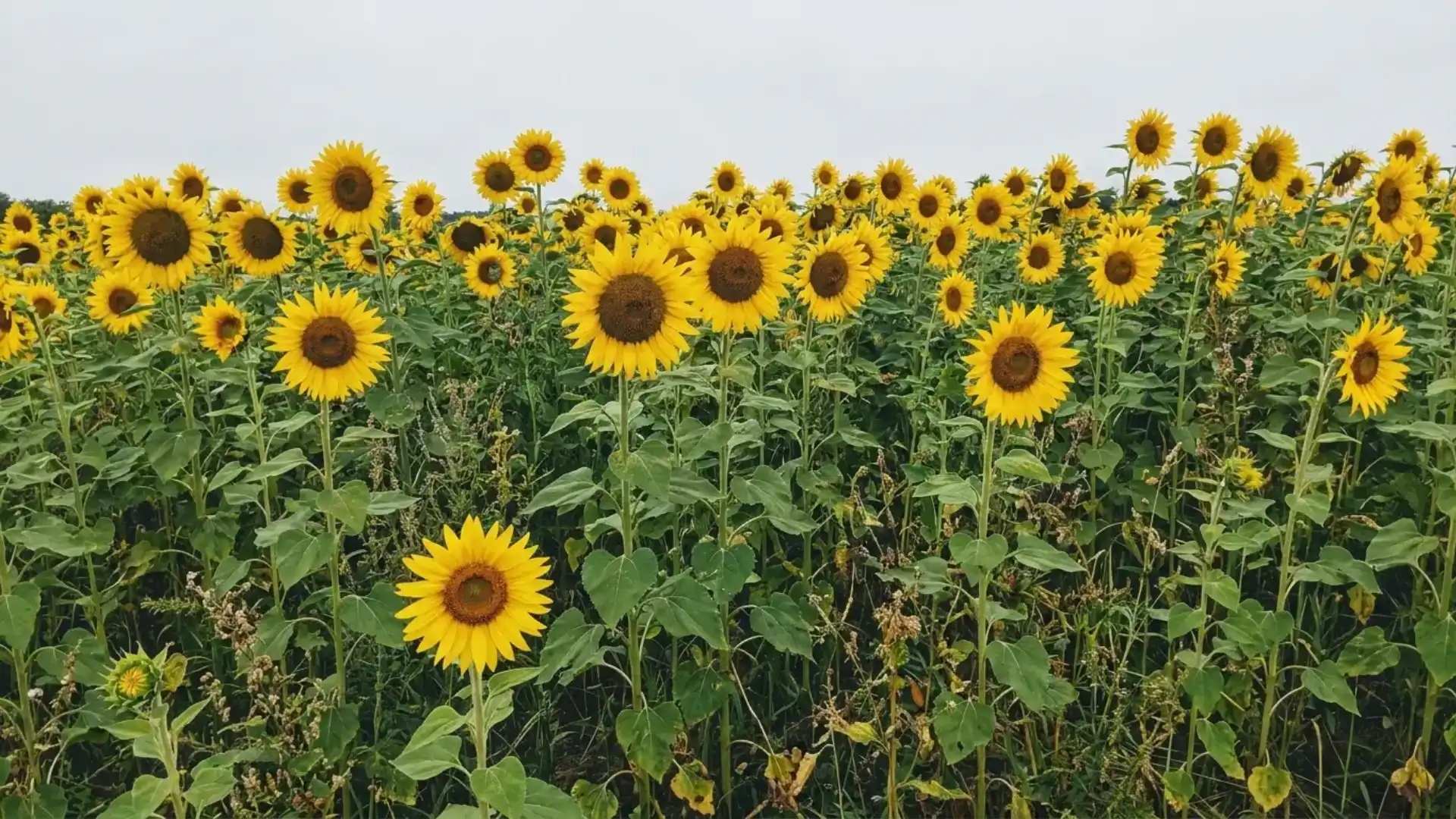 growing-sunflowers