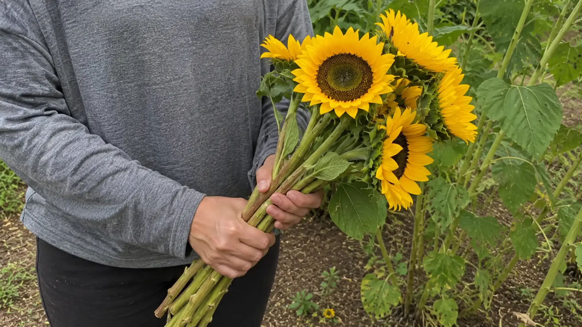 hands holding a freshly cut bunch of yellow sunflowers in a backyard garden