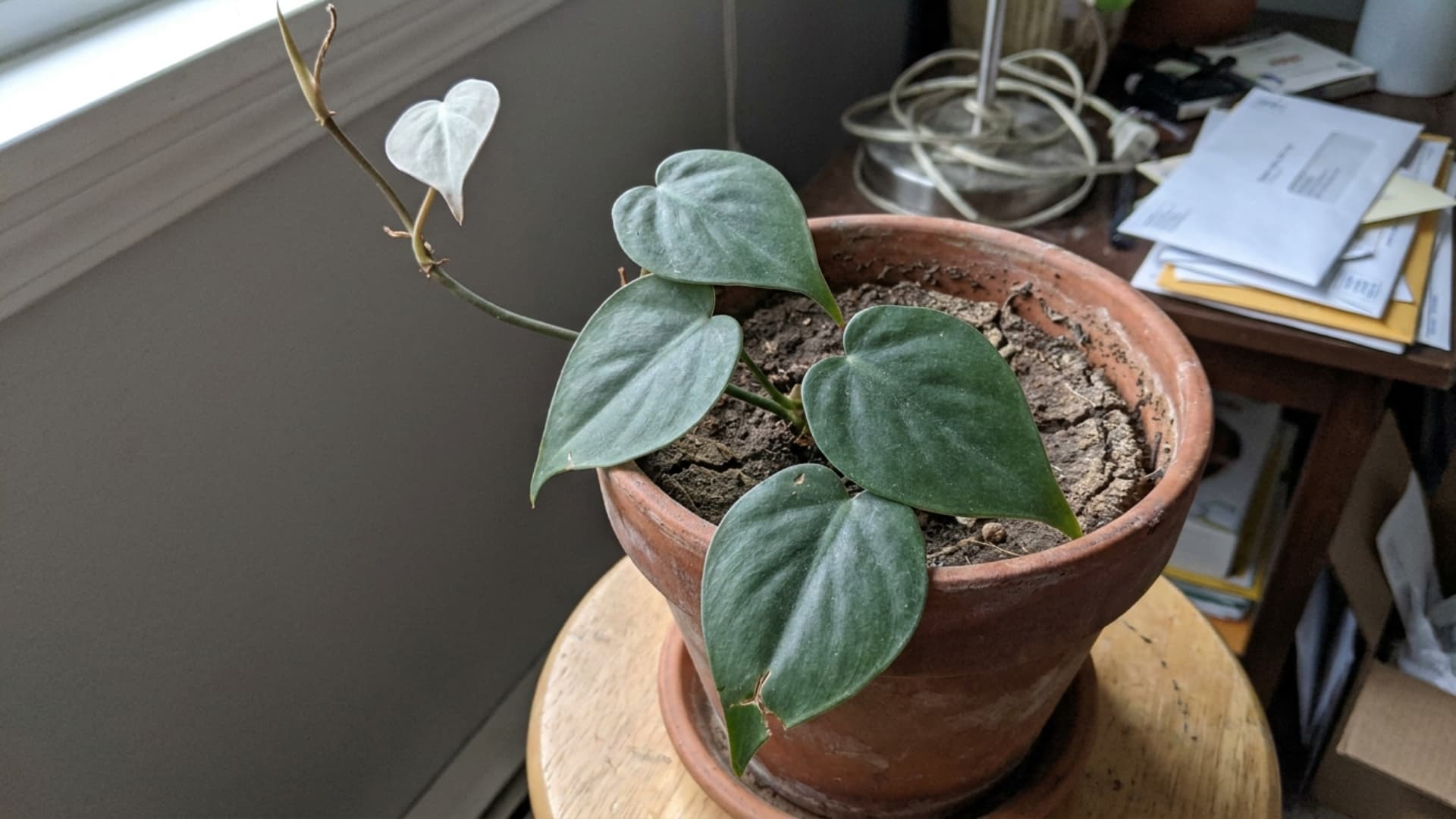 heartleaf philodendron trailing from a terracotta pot on a wooden shelf