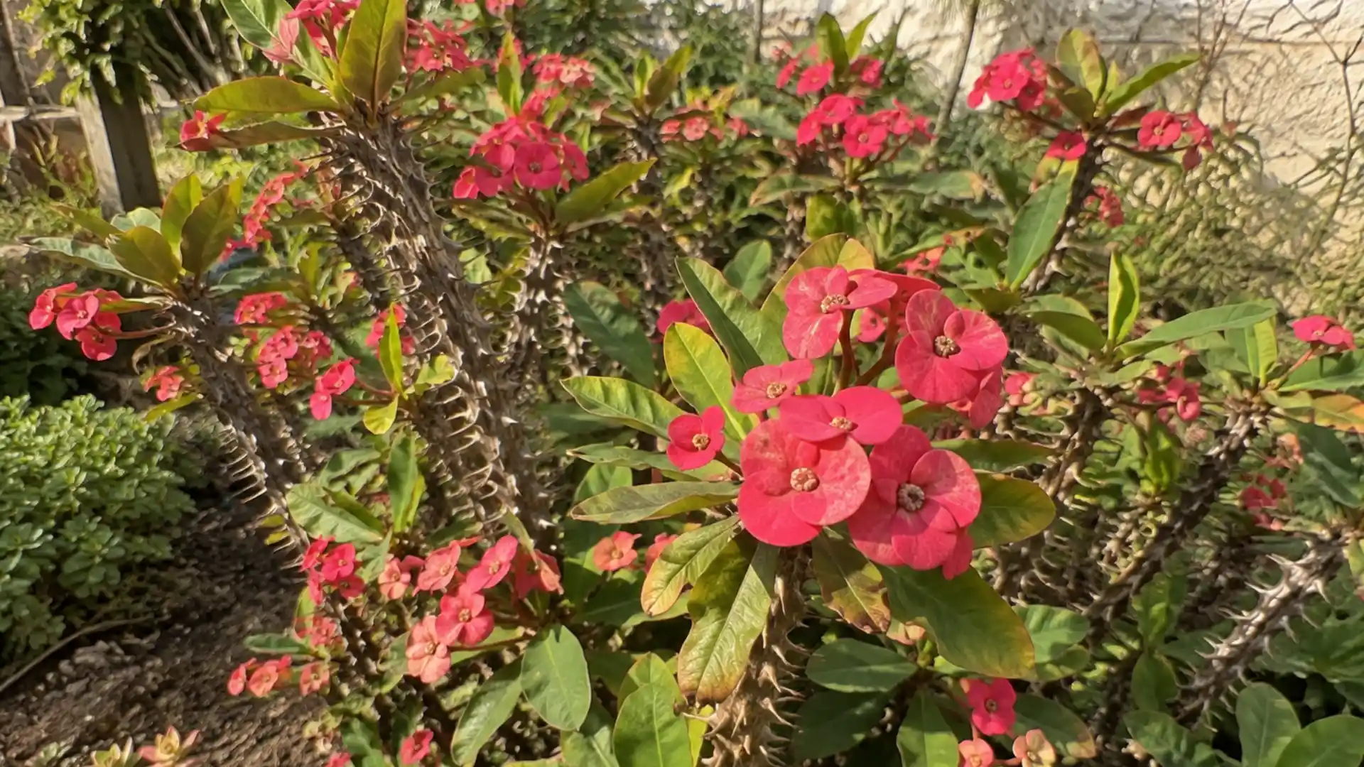 thriving crown of thorns shrub with fresh growth, pink bracts, and tiny true flowers at their centers