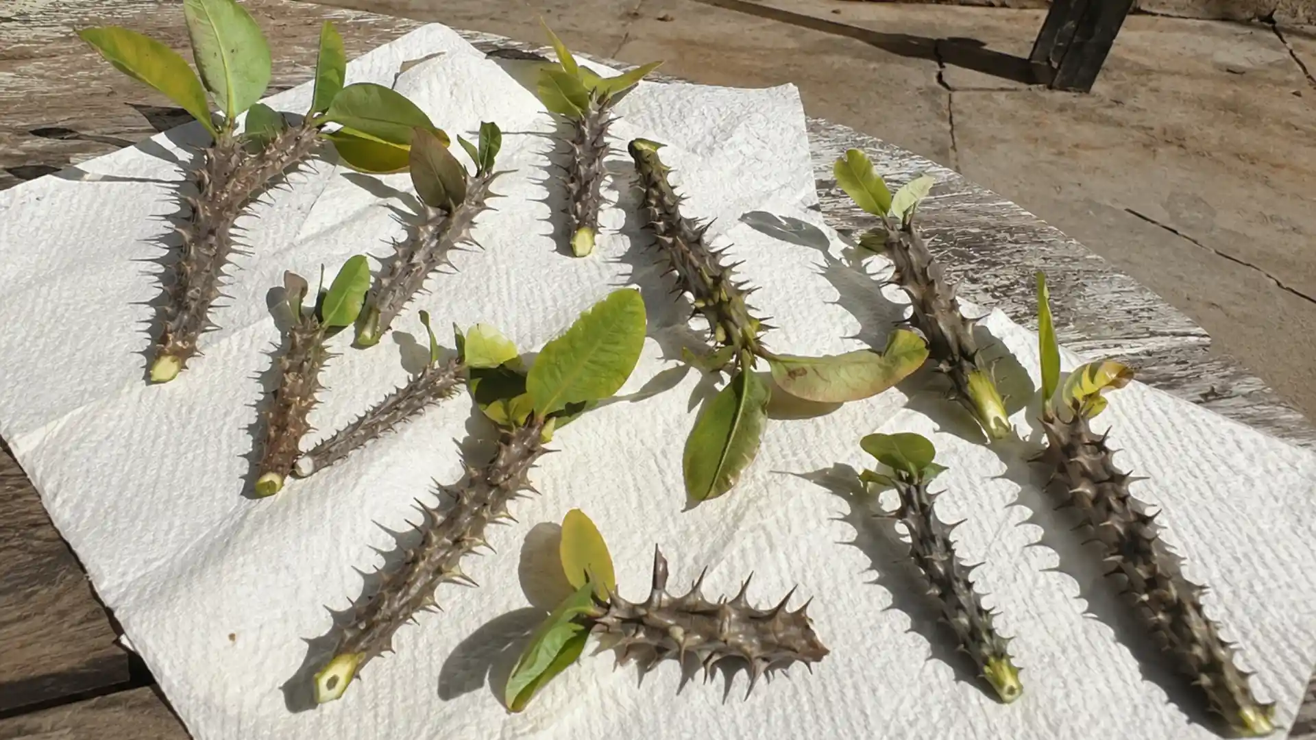 crown of thorns stem cuttings drying on tissue outdoors in sunlight, cut ends pale and callusing