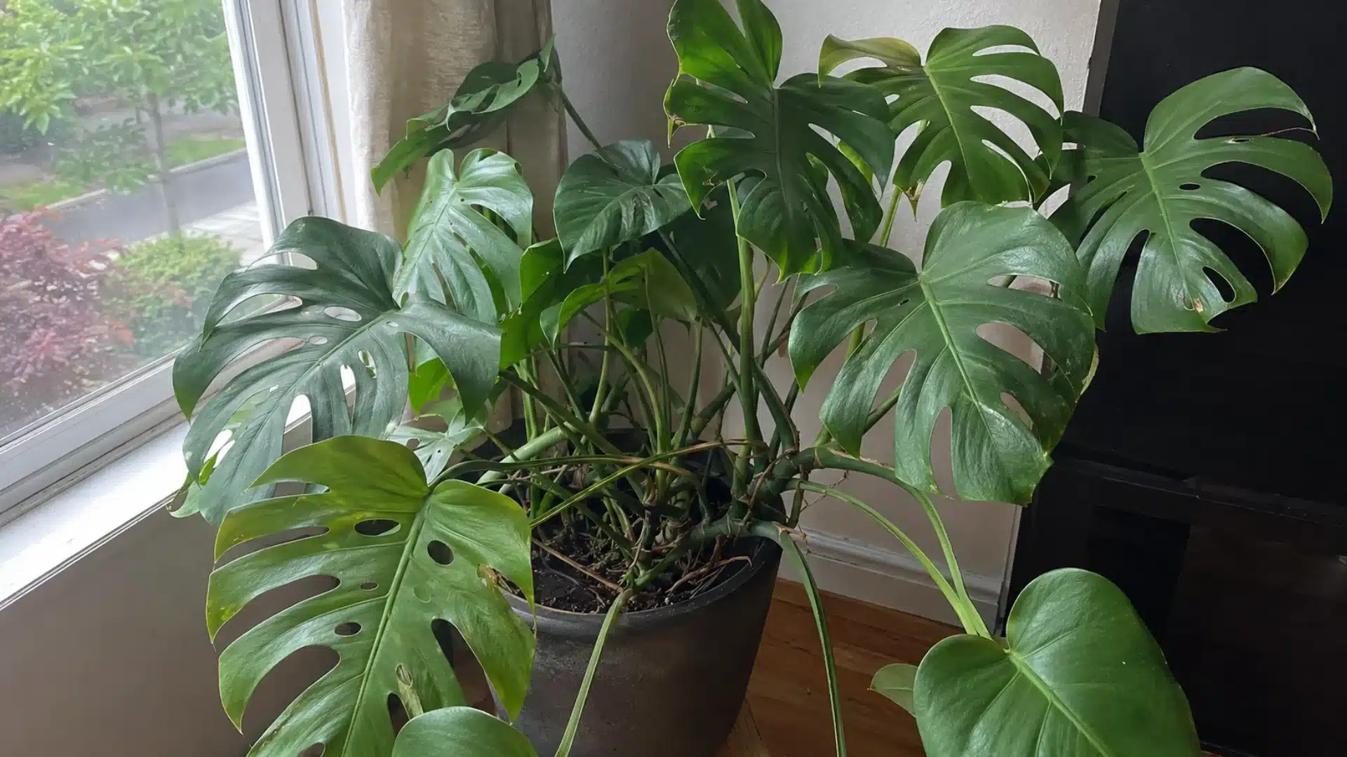 large swiss cheese plant with naturally split leaves growing beside a bright indoor window
