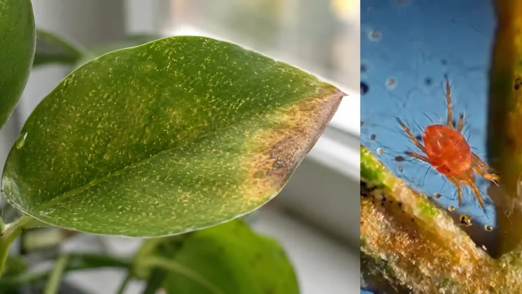 how-to-get-rid-of-spider-mites-before-they-spread
