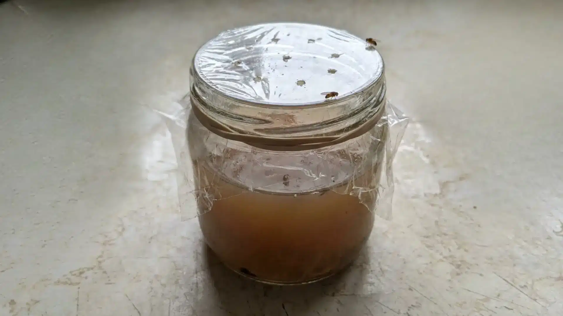 homemade vinegar trap jar with plastic wrap lid showing fruit flies stuck on top
