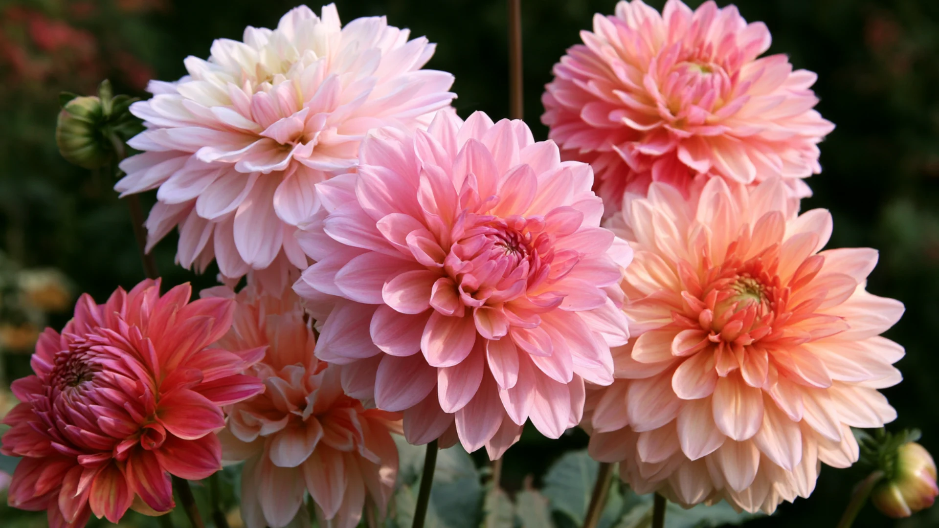 cluster of blooming dahlias in pink cream and coral shades outdoors