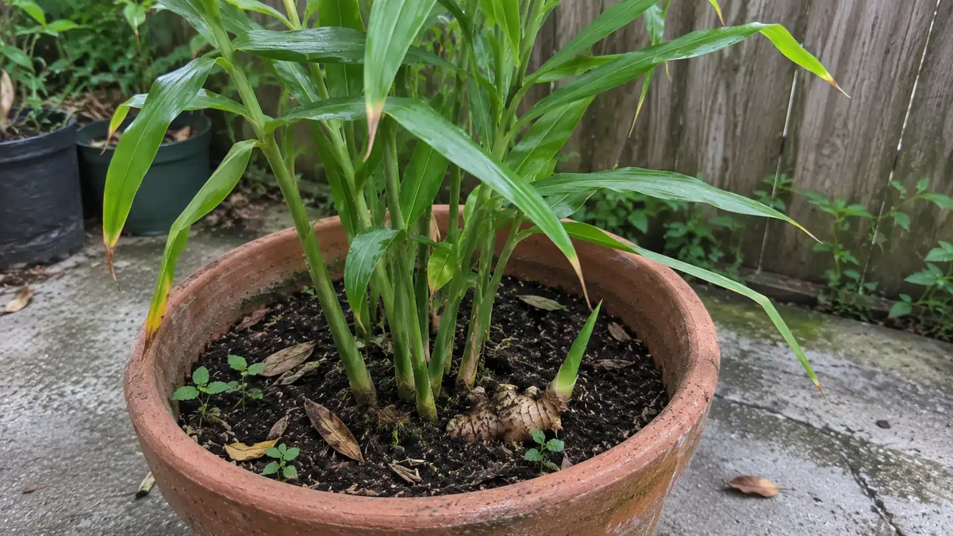 how-to-plant-ginger-root-easy-step-by-step-method