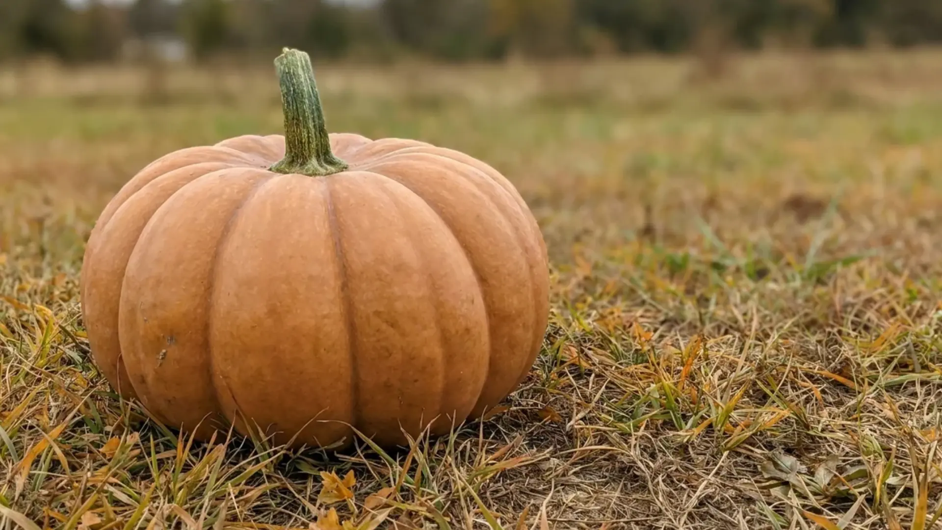 hundredweight pumpkin bred to approach 100 pounds