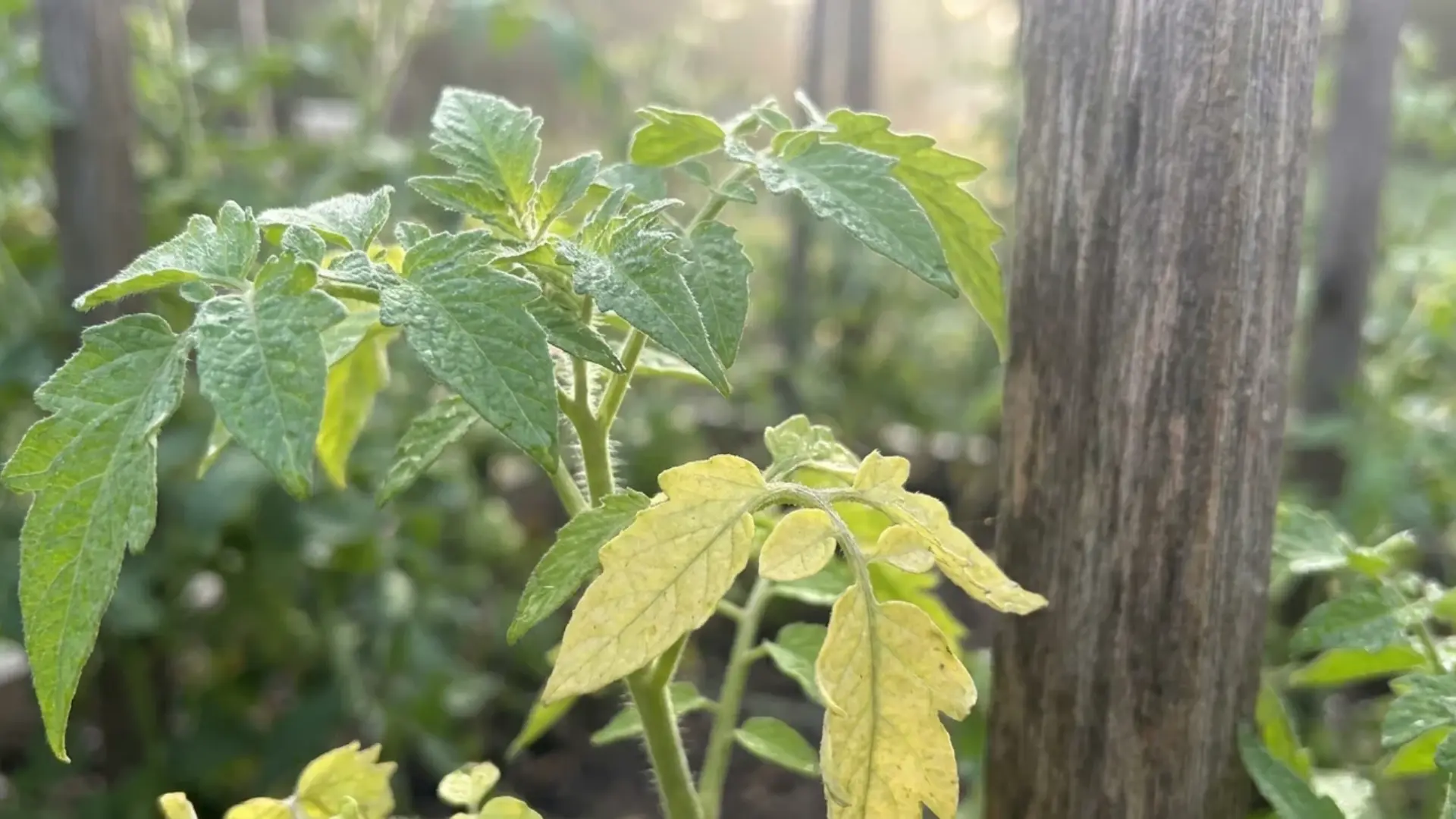 tomato plant with healthy green leaves and one naturally yellowing lower leaf