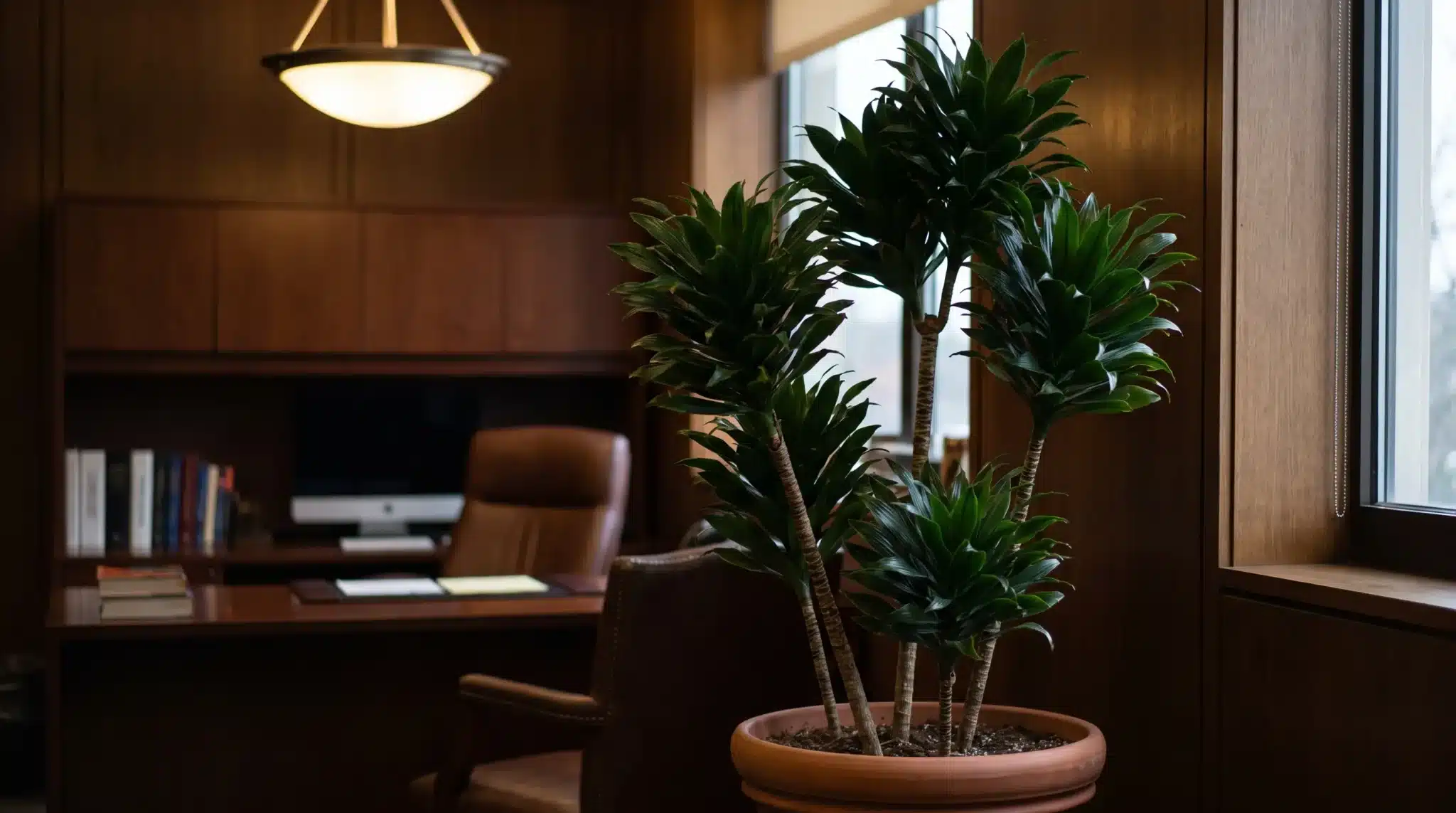 tall janet craig dracaena with dense green leaf clusters in a terracotta pot inside a wood-paneled office