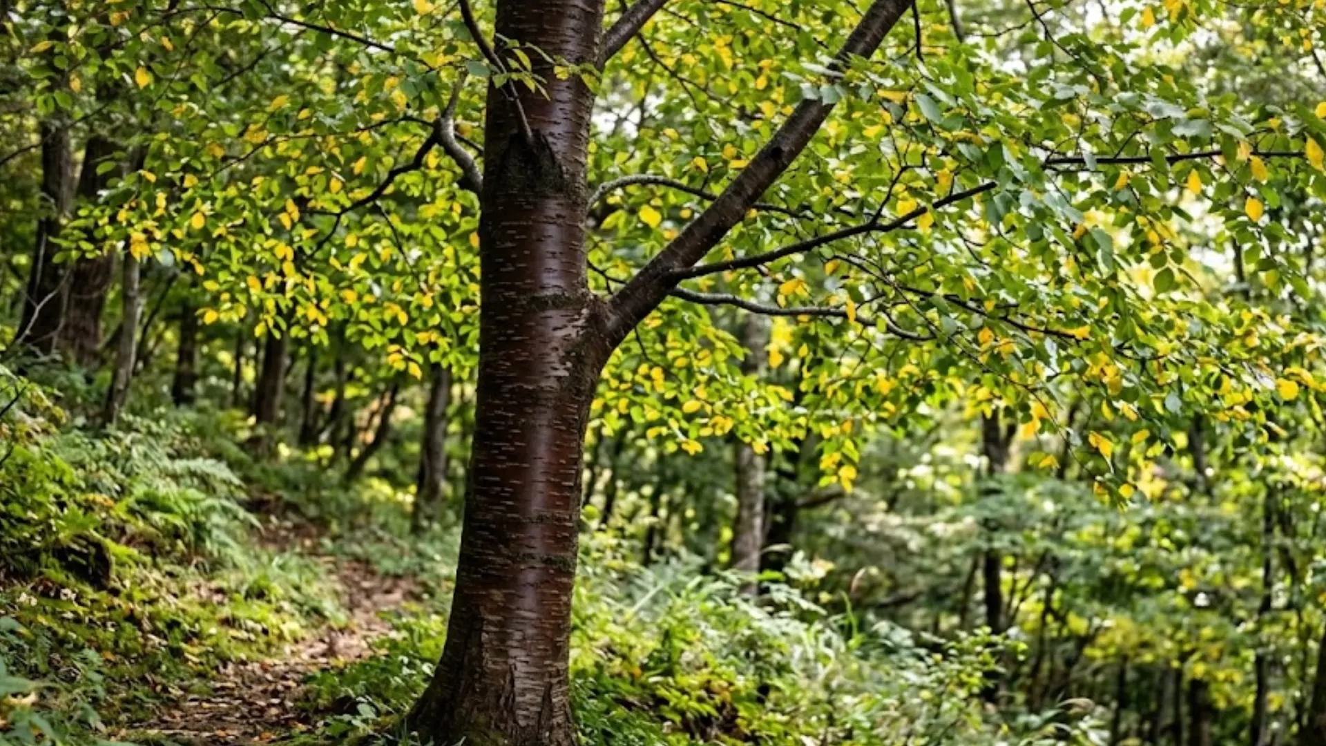old dark smooth birch trunk with yellow green leaves growing along a quiet shaded forest hillside narrow trail