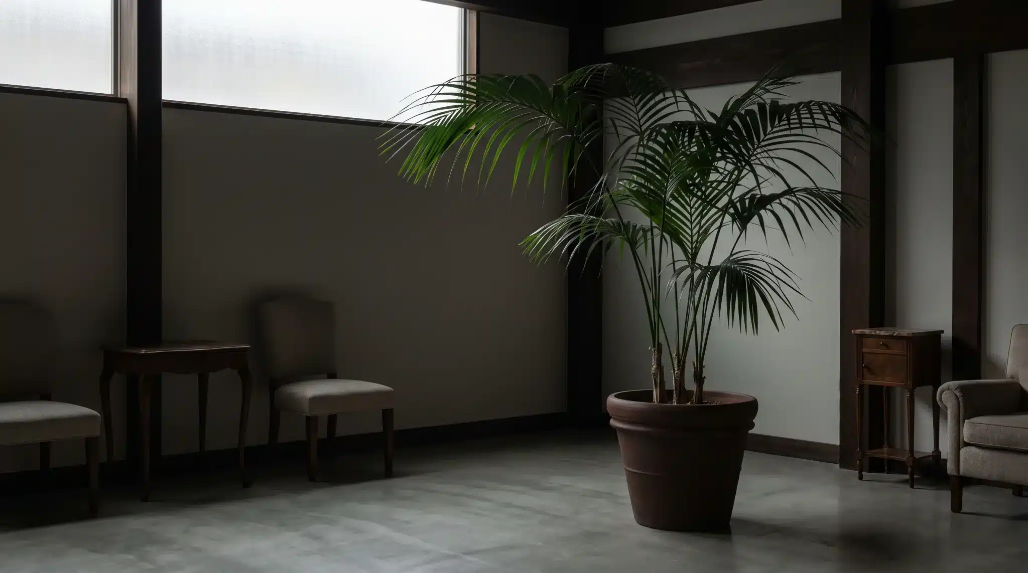 tall kentia palm with long arching fronds in a dark planter inside a softly lit living room