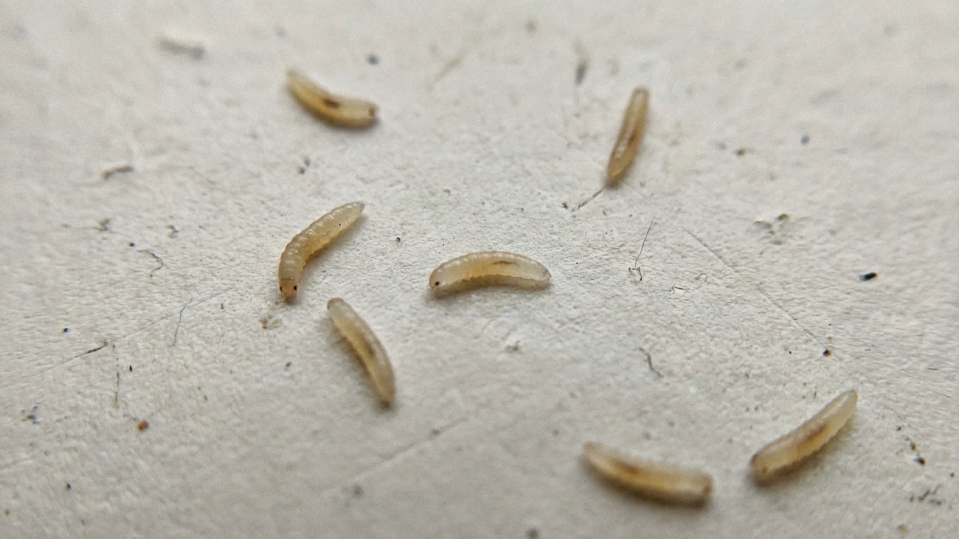 close up shot of small pale worm like fruit fly larvae wriggling on a plain surface