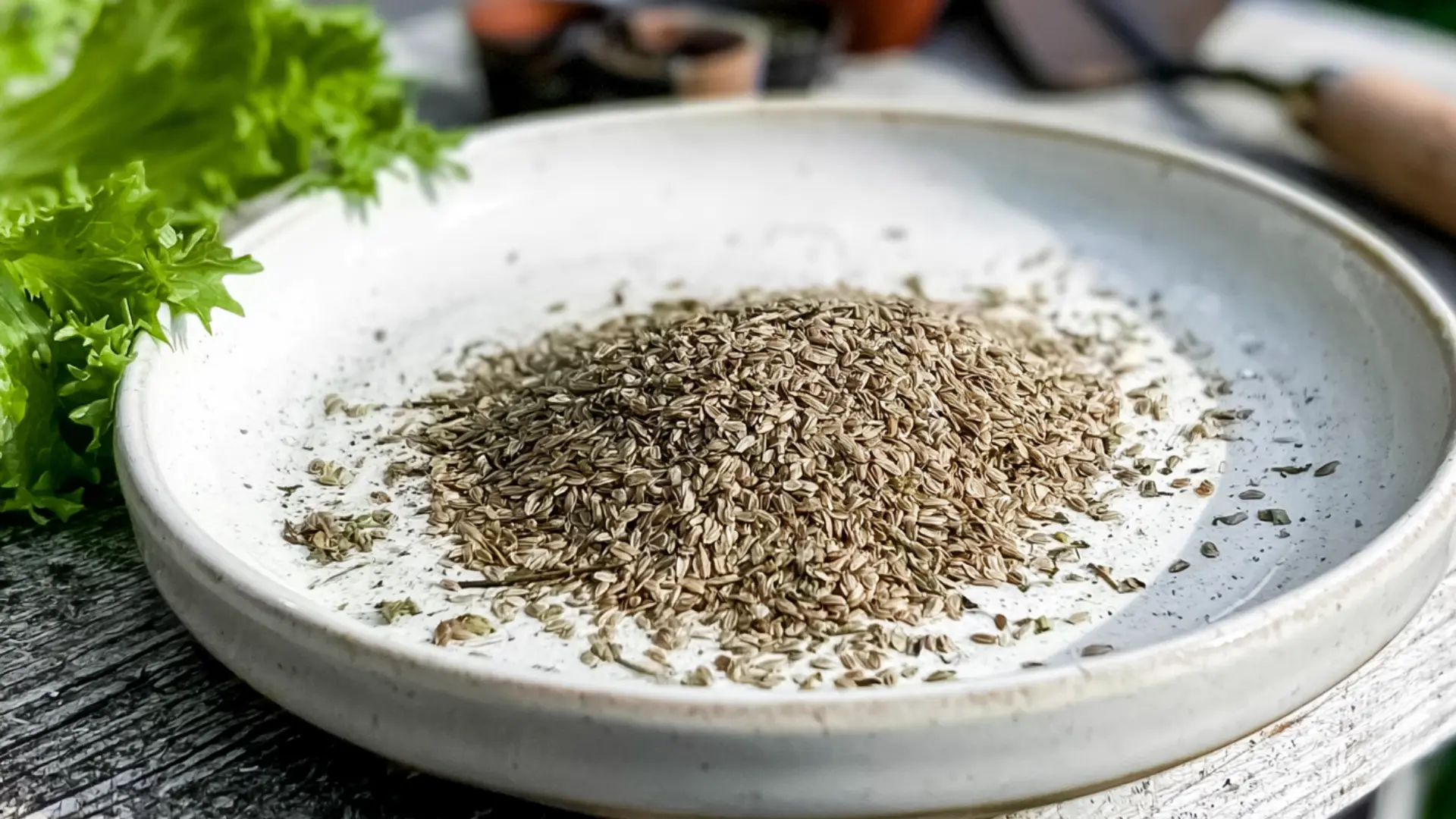 lettuce seeds scattered across a white ceramic plate on a garden potting bench with small pots nearby