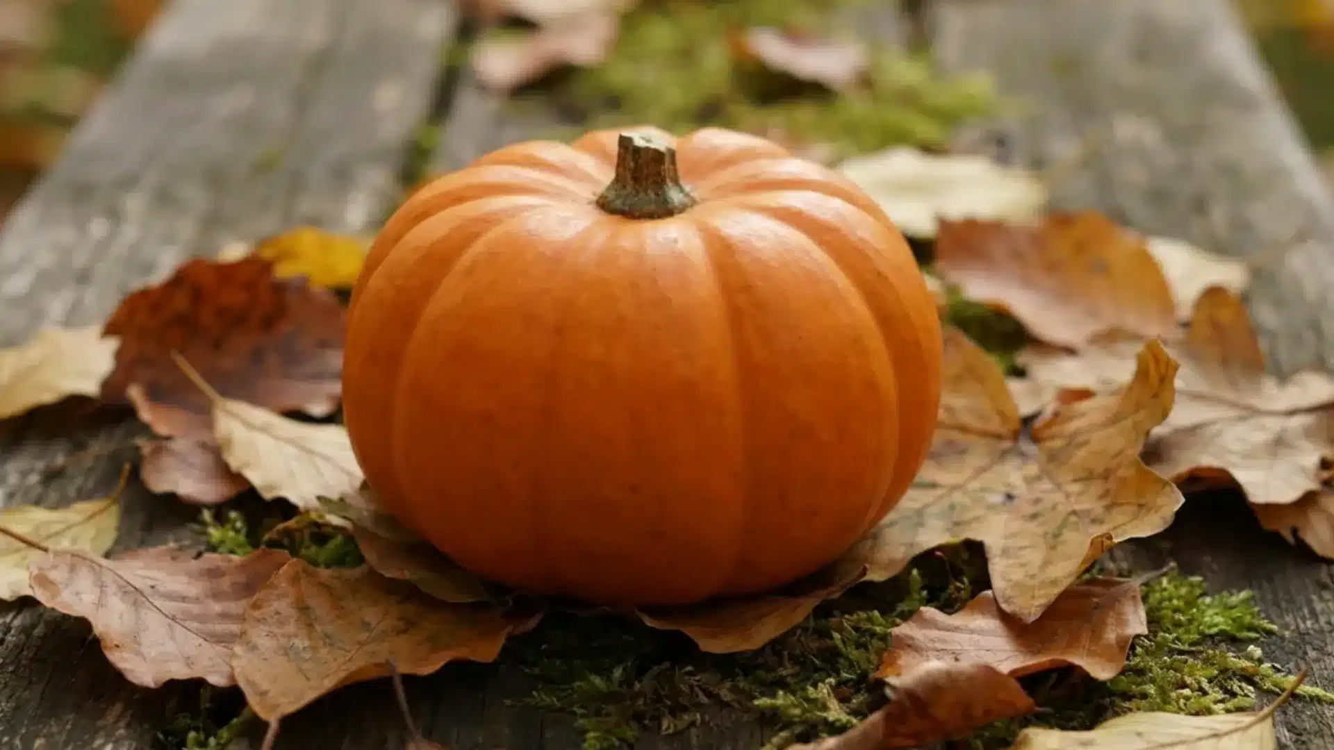 lil goblin mini pumpkin deep orange with slight ribbing