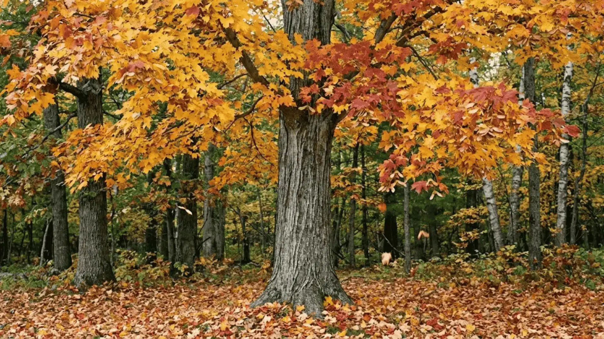 maple tree in fall with golden orange leaves and fallen leaves covering the forest floor