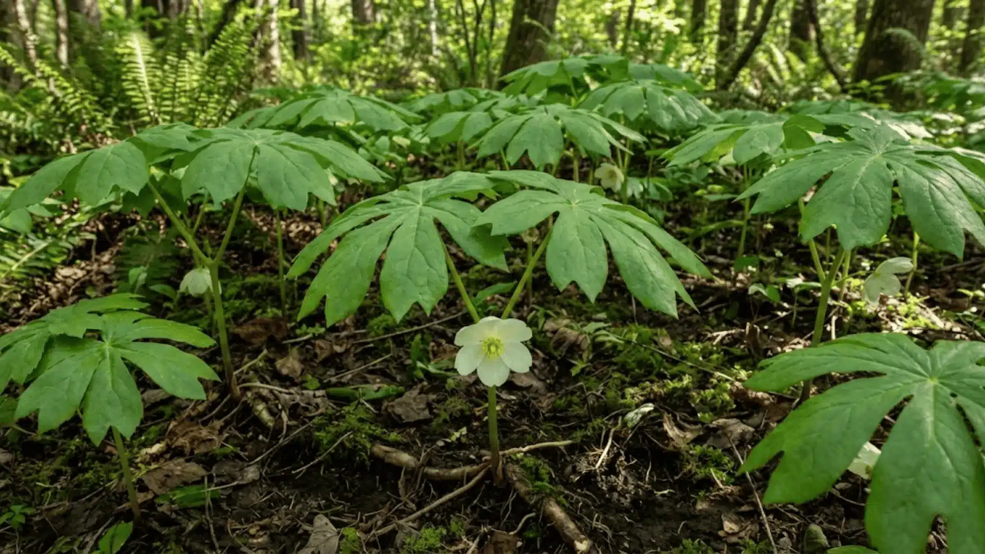 mayapple colony with umbrella-like leaves and a single white flower underneath