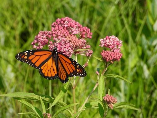 Monarch butterfly perched on pink milkweed flowers in lush green garden setting