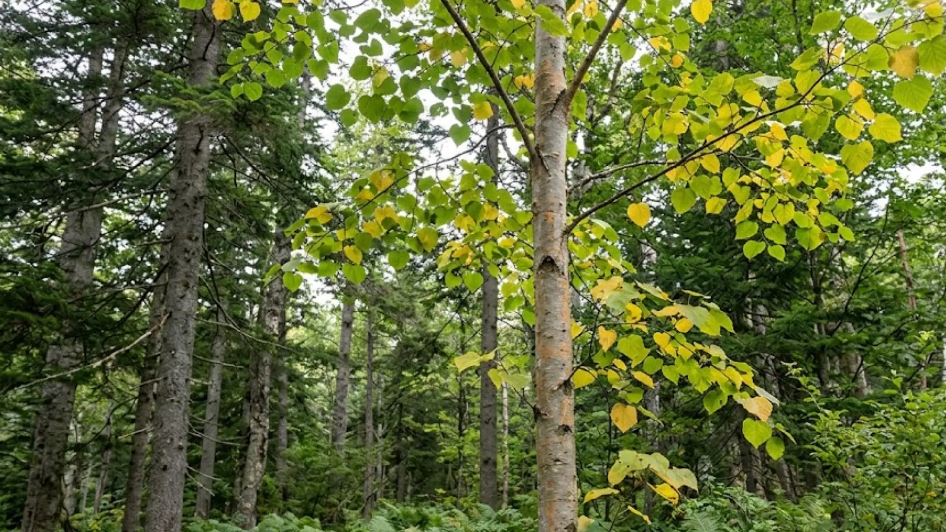 tall slender birch trunk with large heart-shaped green leaves standing amid a very dense green pine forest