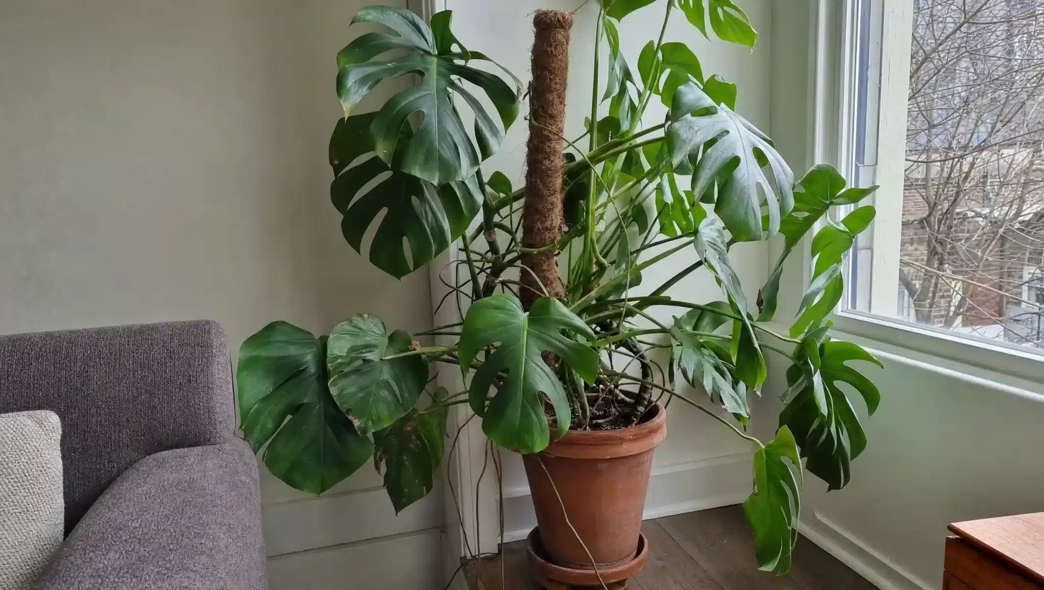 large monstera deliciosa climbing a moss pole in a terracotta pot beside a bright living room window