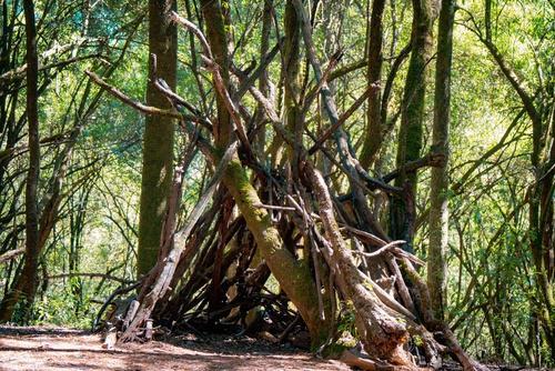 Wooden teepee structure built from branches in a sunlit forest setting