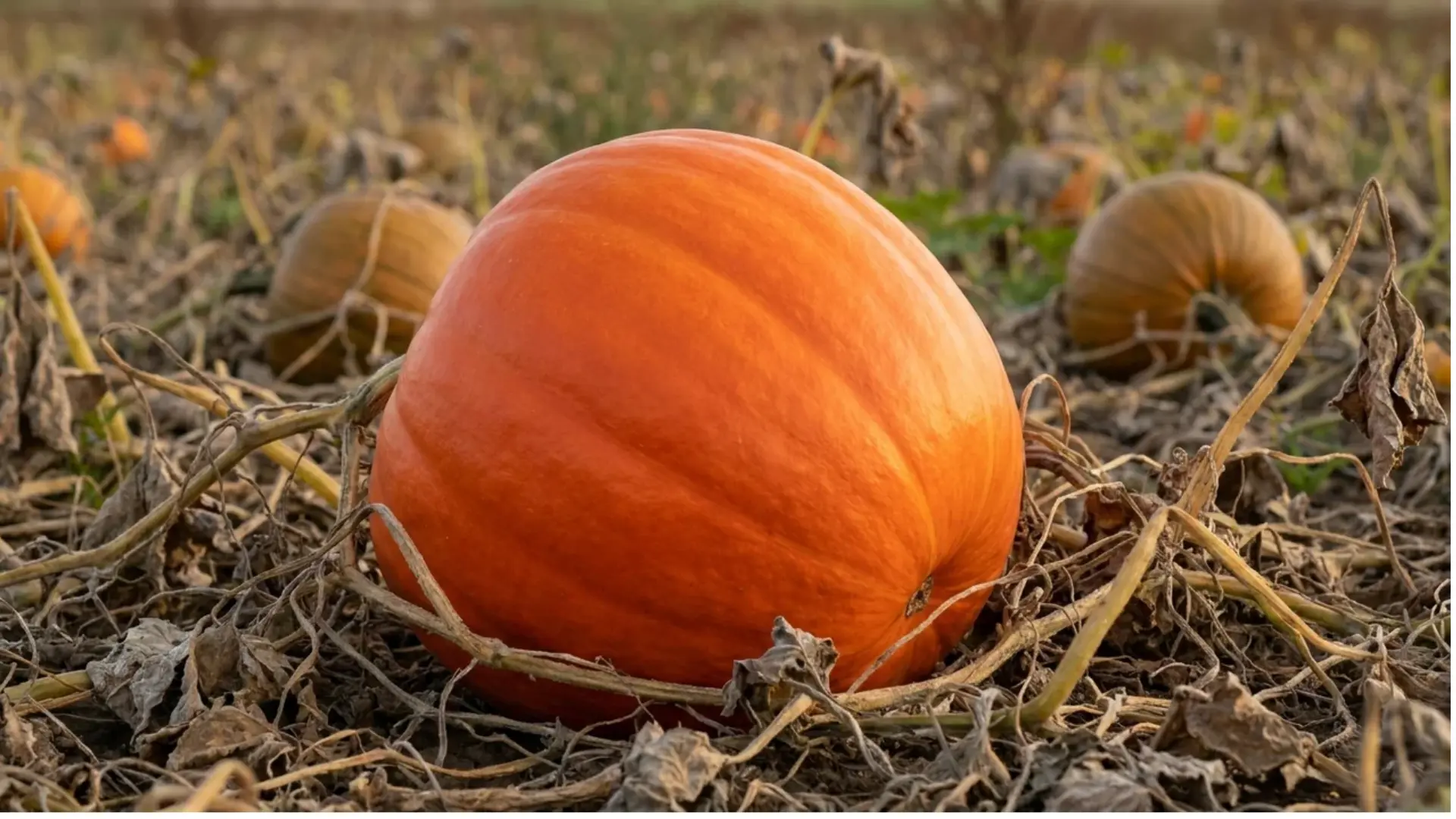 neon pumpkin bright glowing orange skin with smooth surface