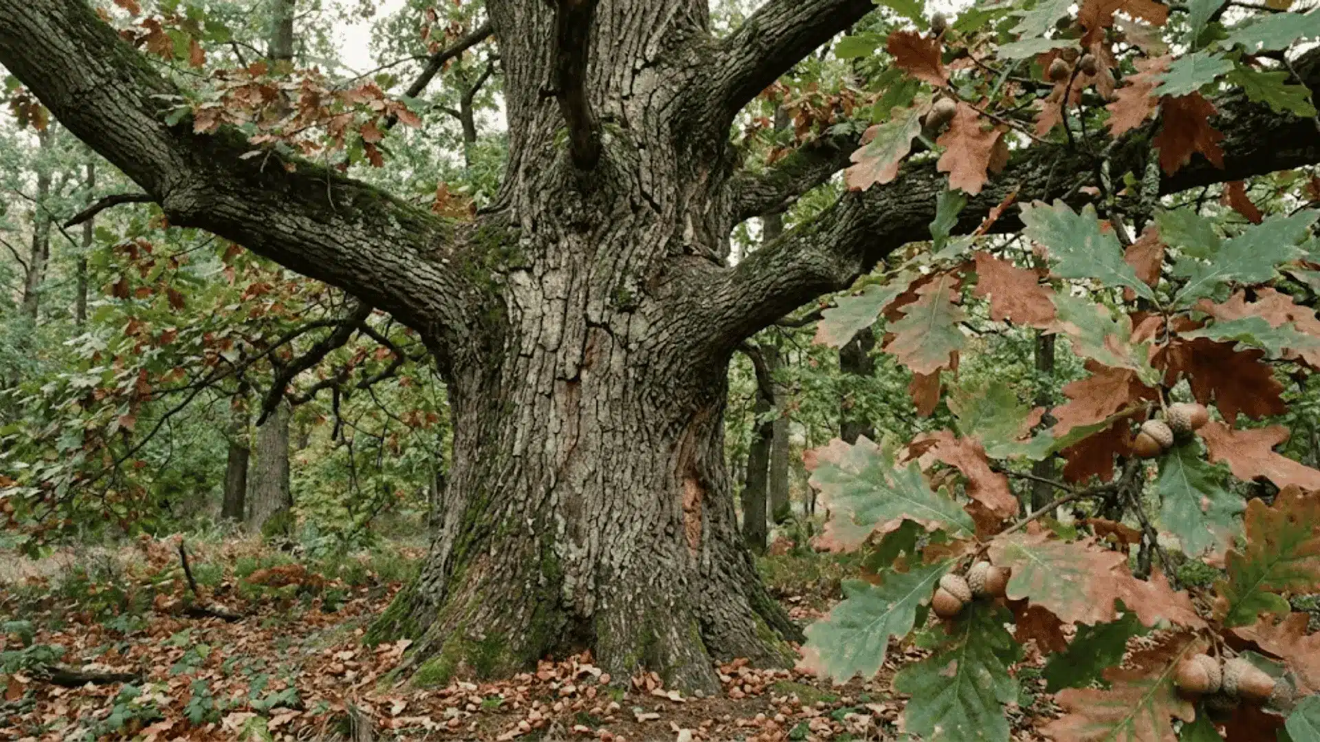 old oak tree trunk with thick branches, lobed leaves, and acorns in a forest