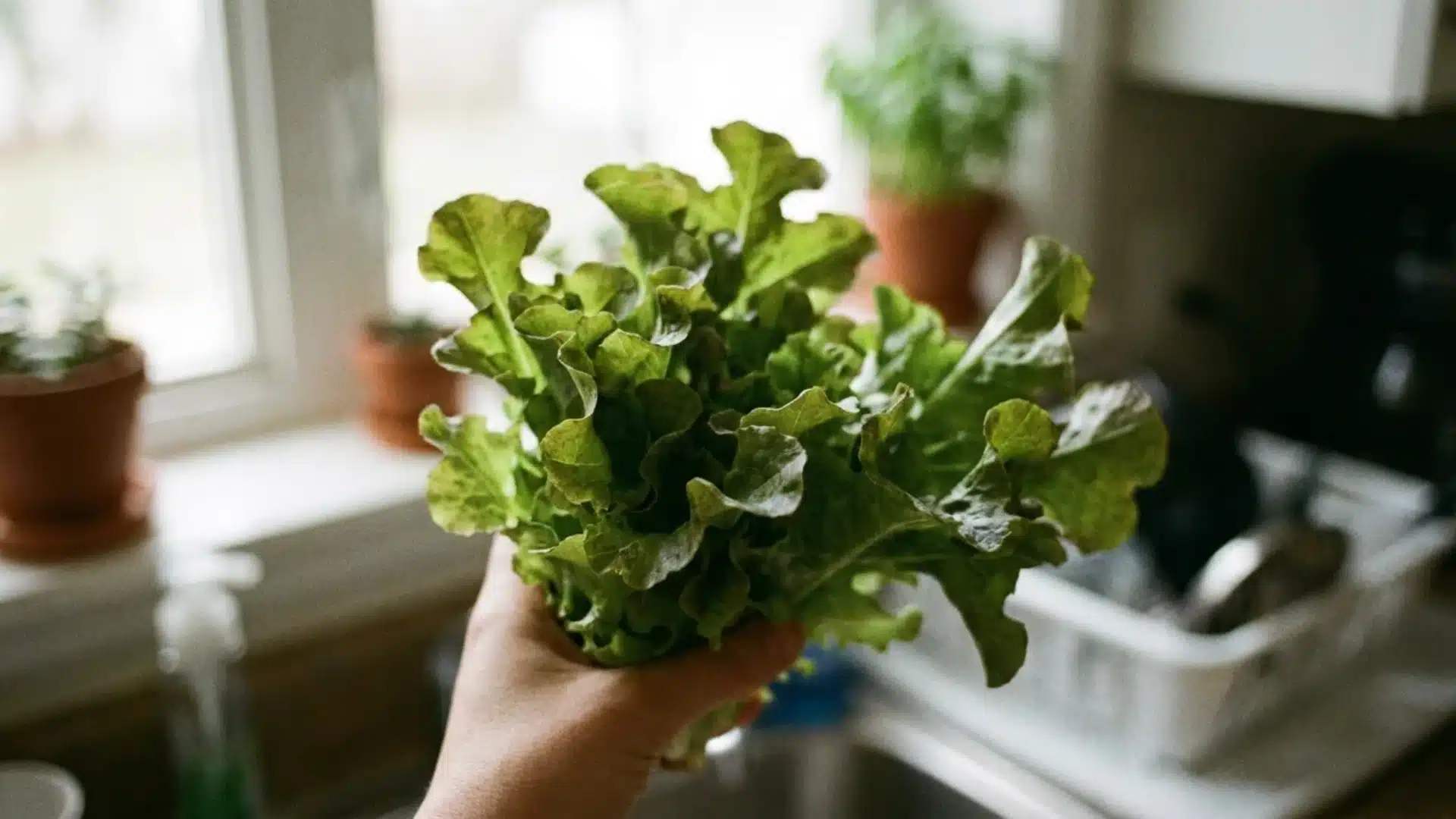 oak leaf lettuce bunch held by hand in a bright kitchen, showing its tender, naturally curled leaves