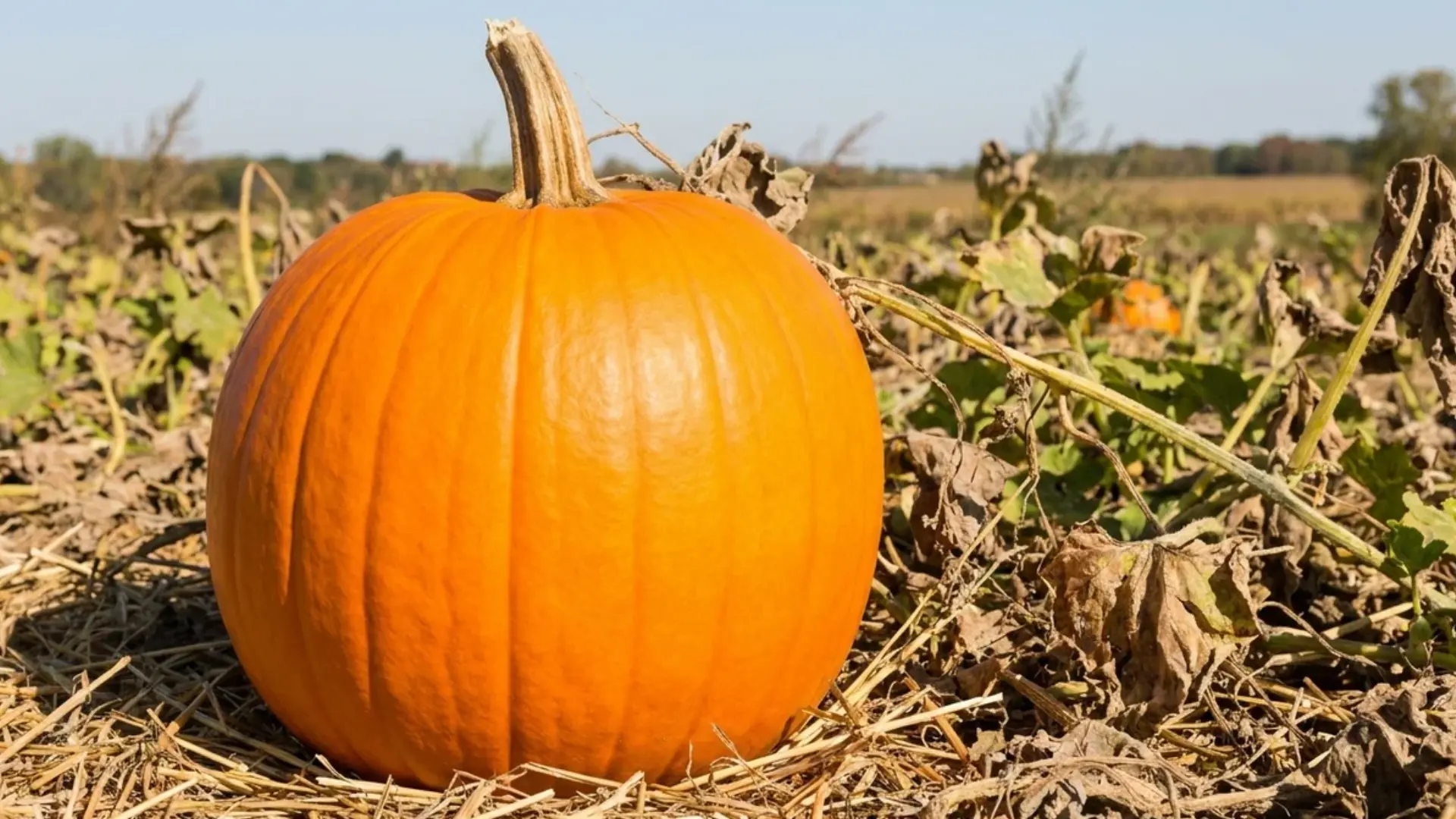 bright orange pumpkin uniform color with predictable shape