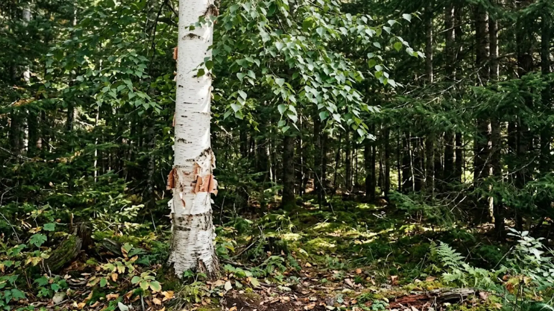 white birch trunk with very thin papery bark peeling away standing tall inside a quiet shaded dense pine forest