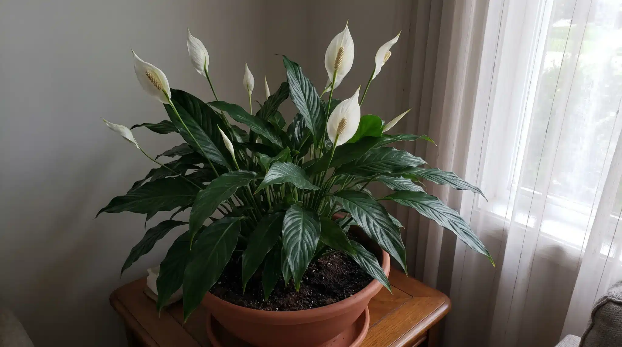 large peace lily with dark green leaves and white flowers in a terracotta pot beside a window