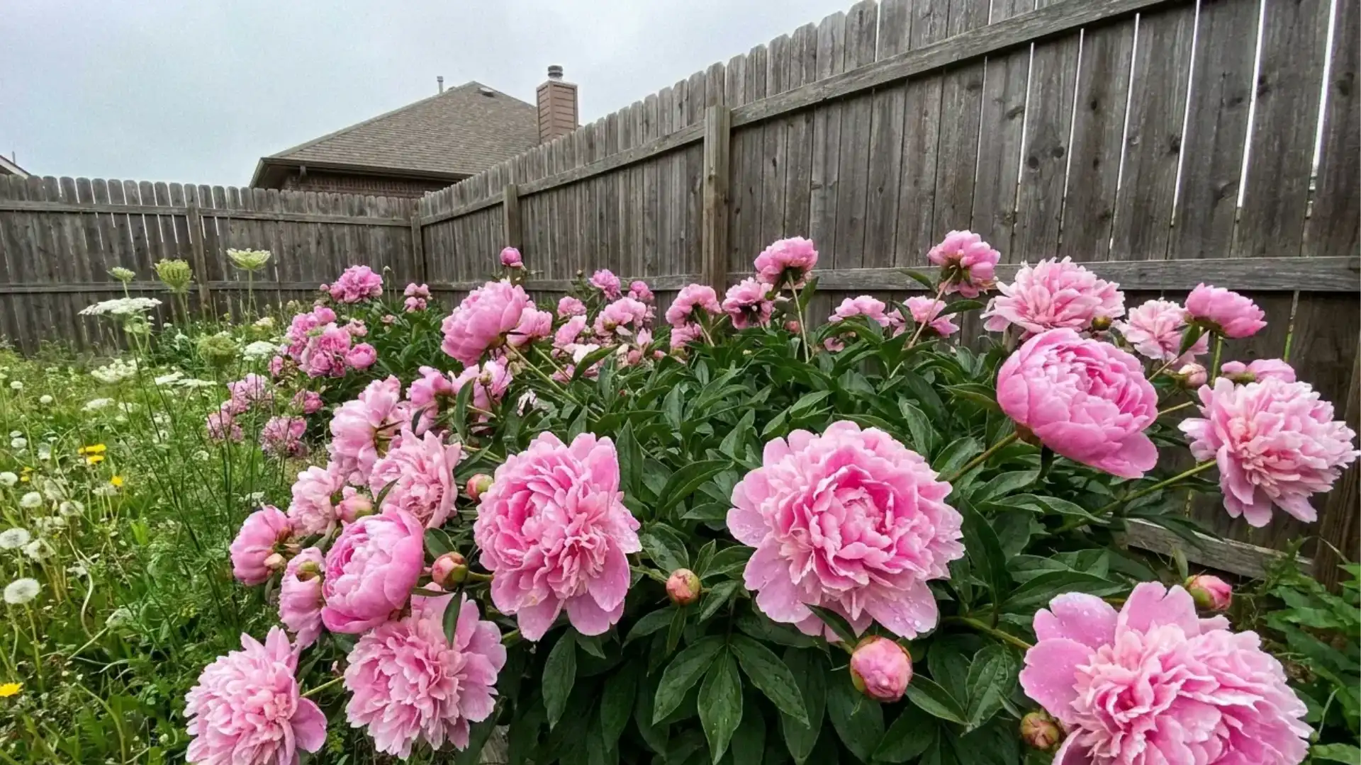 peonies