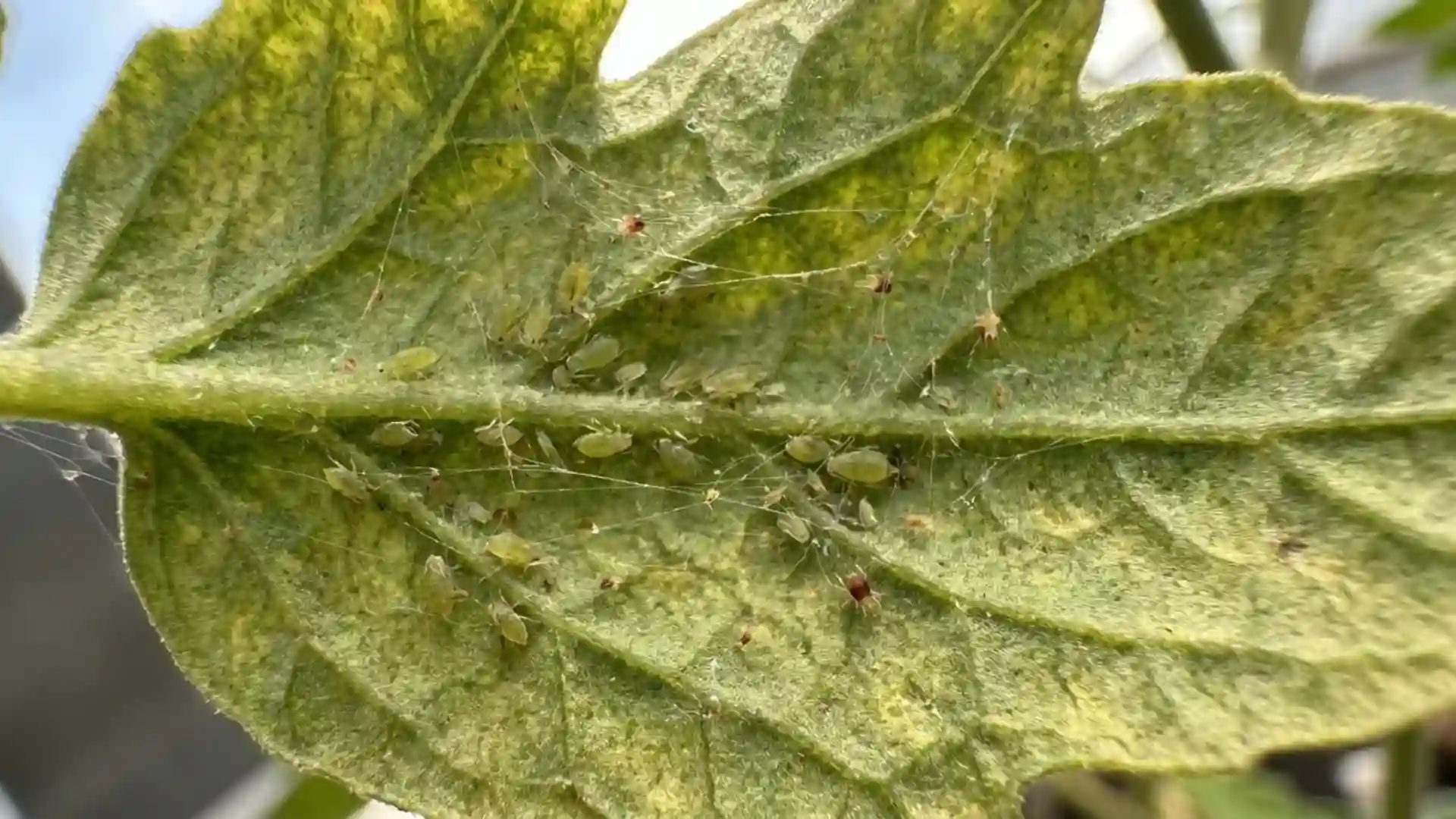 close-up of tomato leaf underside with aphids and spider mite webbing damage