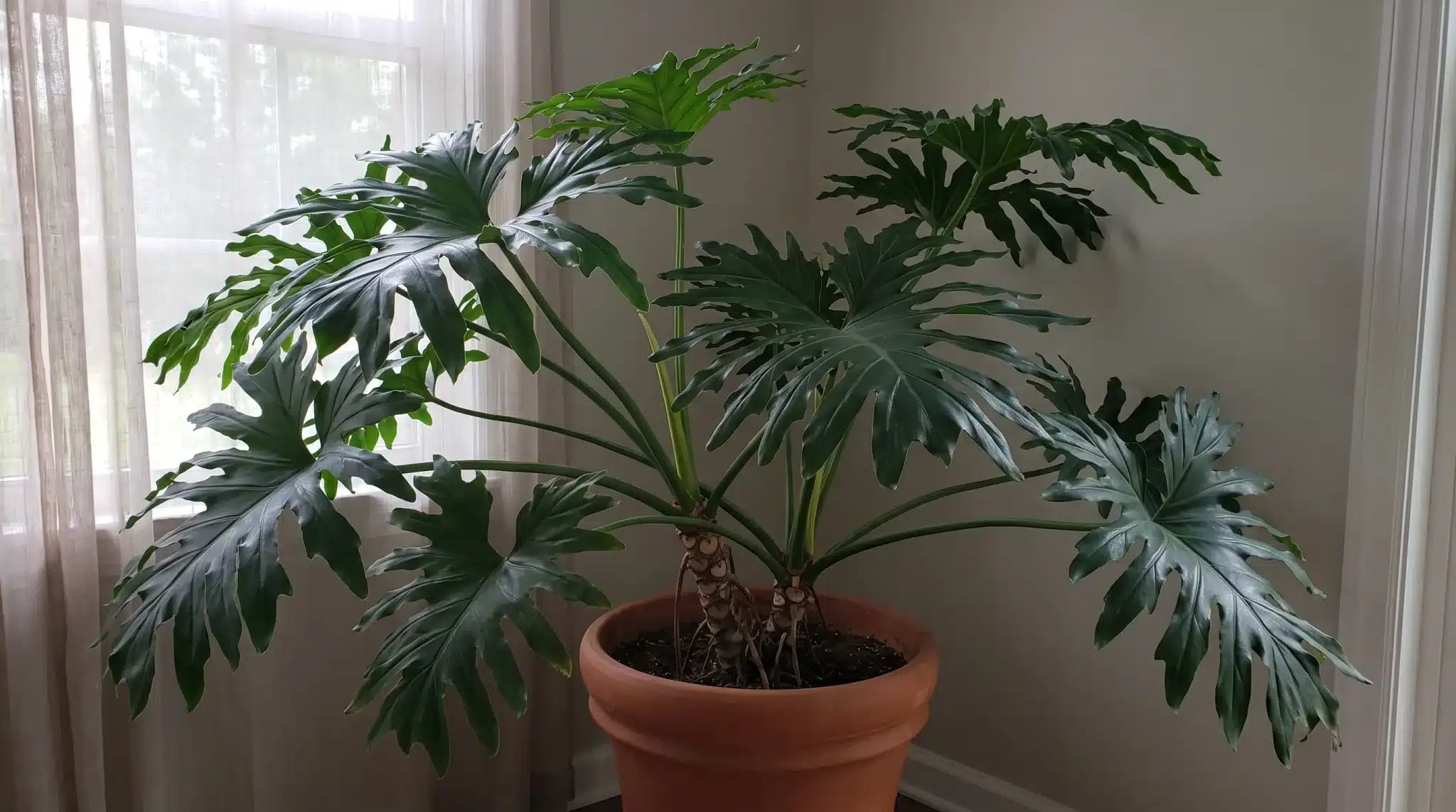 large philodendron selloum with deeply lobed green leaves in a terracotta pot beside a window