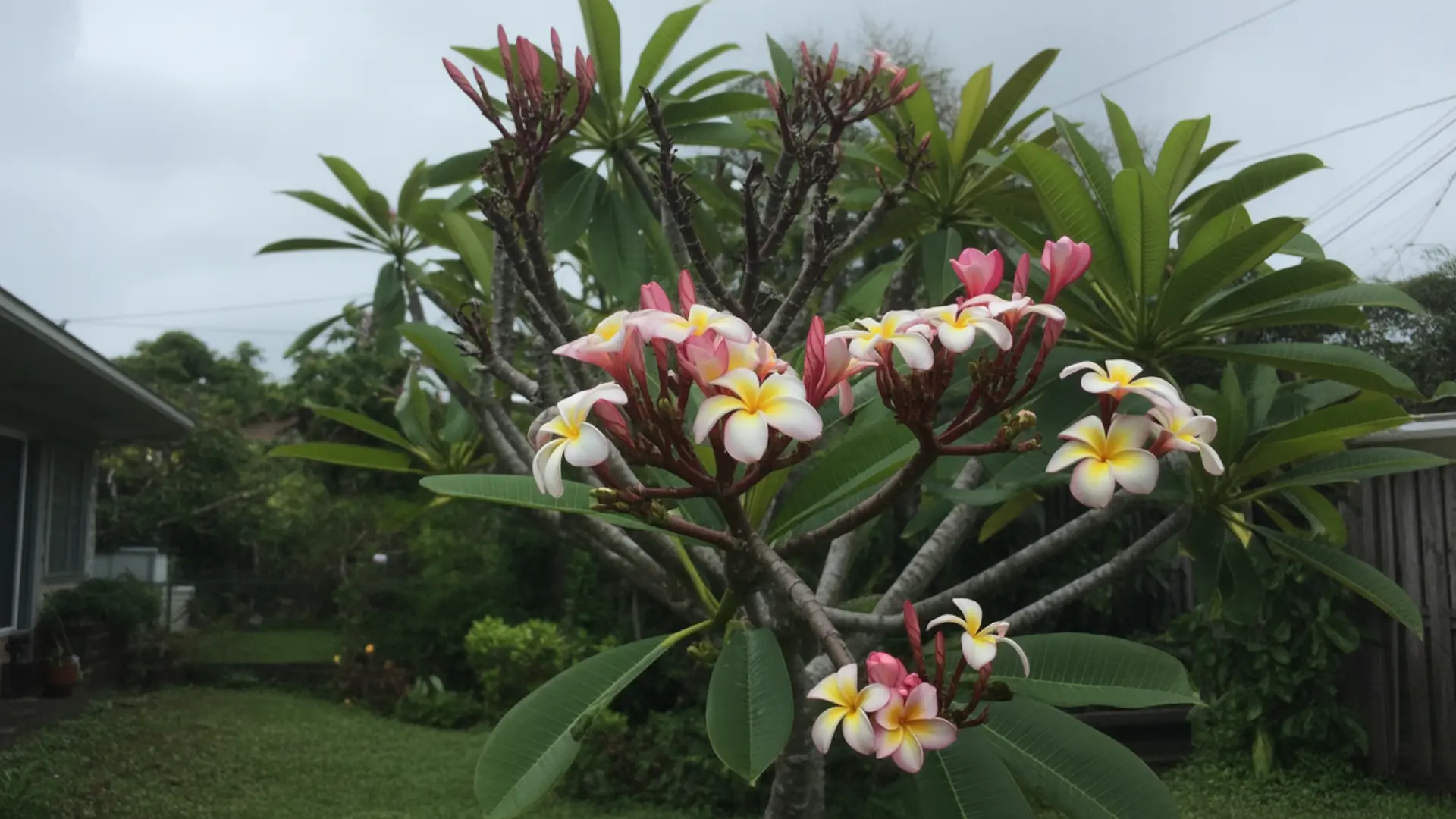 mature plumeria tree with green leaves and blooms growing beside a wooden fence
