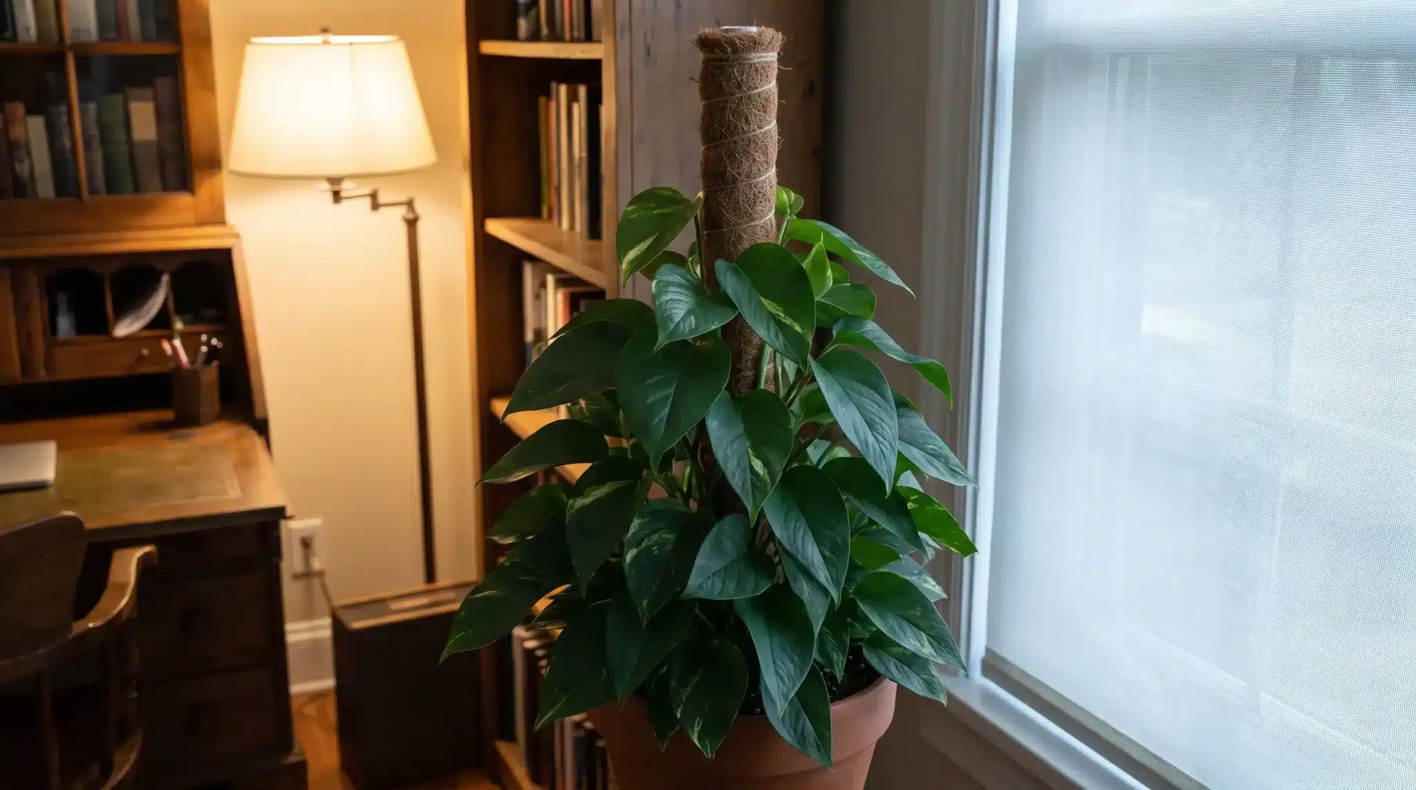 pothos with dense green leaves climbing a coir totem beside a window in a home office