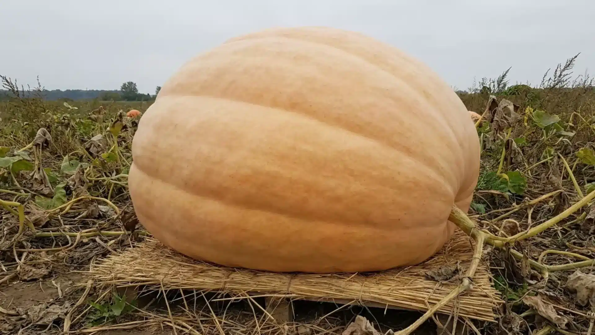 rounded uniform prizewinner pumpkin